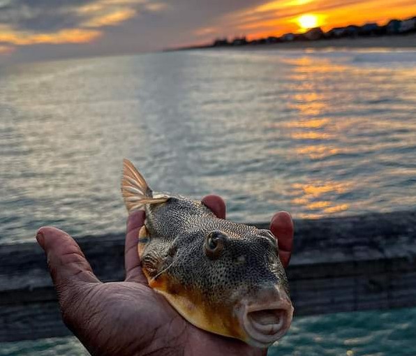 poisonous pufferfish