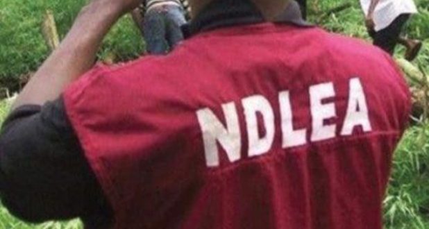 NDLEA Nigeria Kills Bayelsa youth