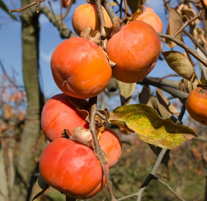 Vegetables and fruits in this category contain Tannins which dry the intestinal mucosa and mucilage that soften it